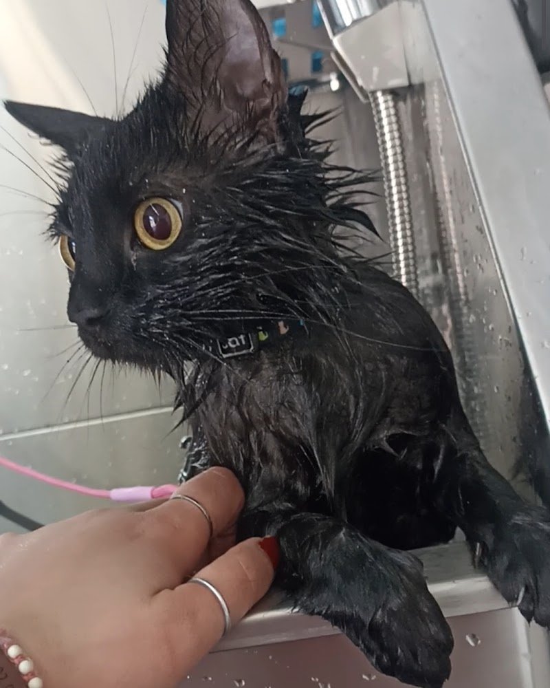 Carini e Coccolosi - Toelettatura - Pet Shop - Foto 5