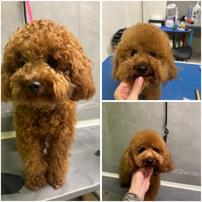 CarMa Toelettatura Matera - Foto 1