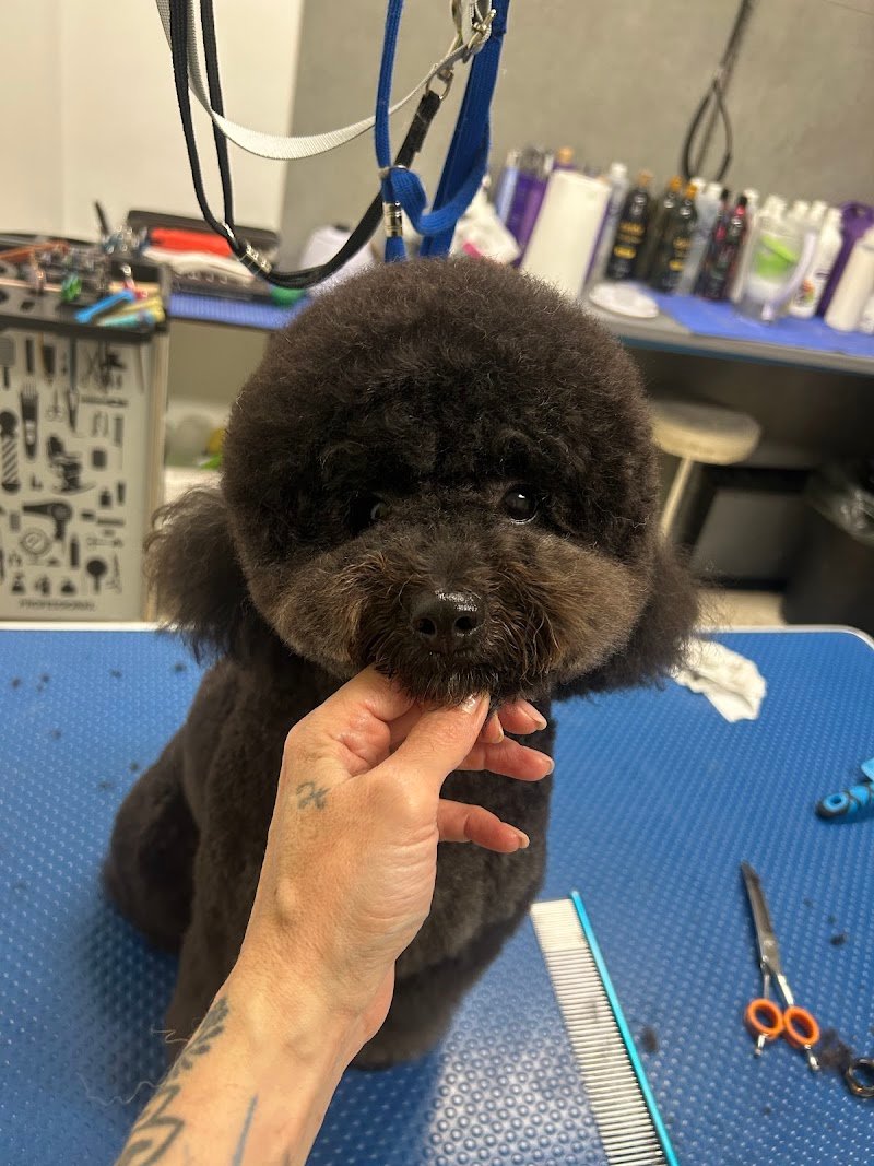 CarMa Toelettatura Matera - Foto 2