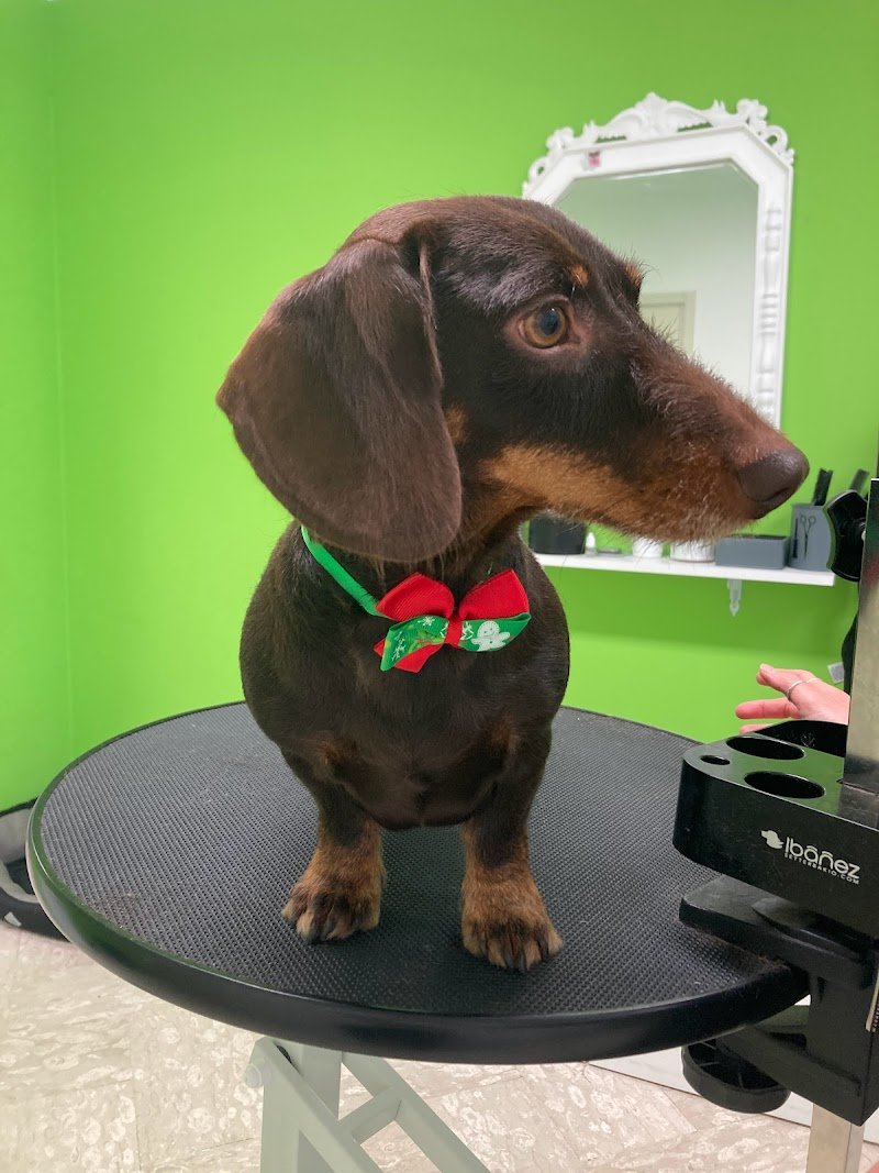 CarMa Toelettatura Matera - Foto 3