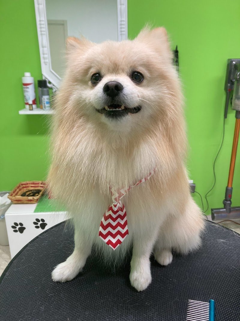 CarMa Toelettatura Matera - Foto 5