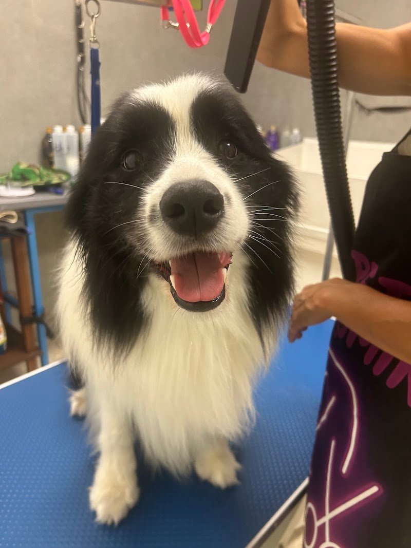 CarMa Toelettatura Matera - Foto 4