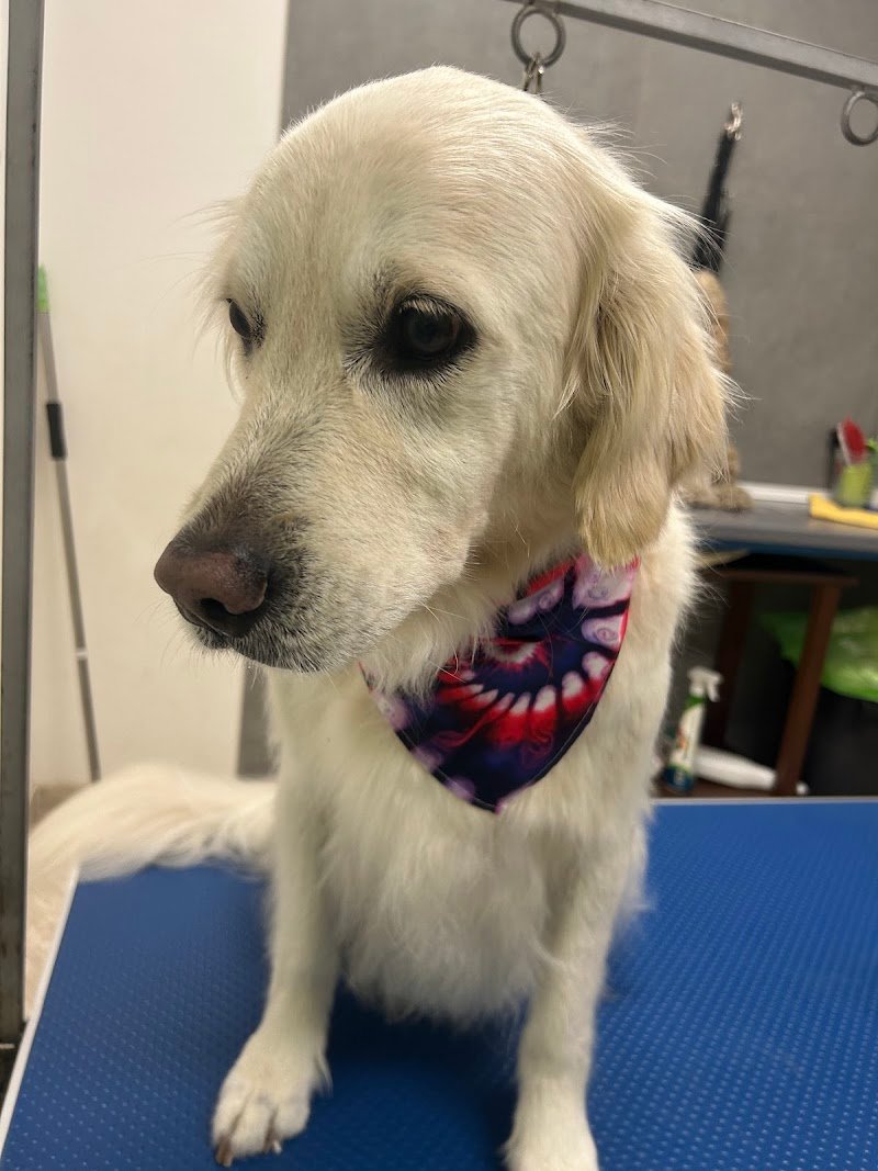 CarMa Toelettatura Matera - Foto 6