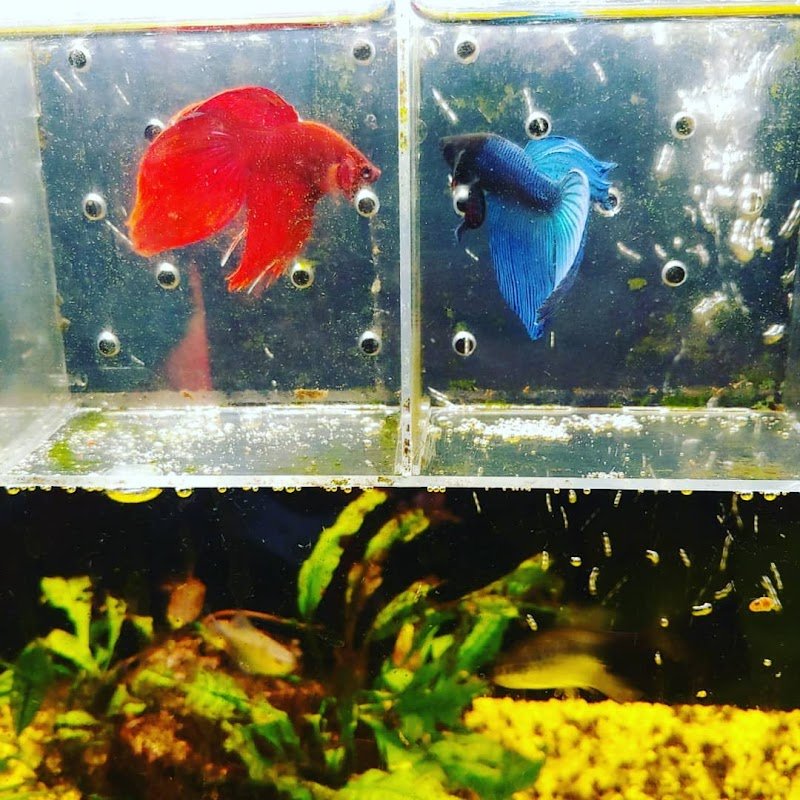 Casa Del Cane 2 - Foto 5