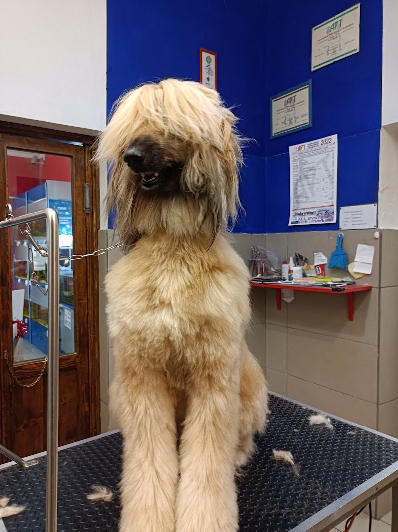 Casa Del Cane 2 - Foto 6