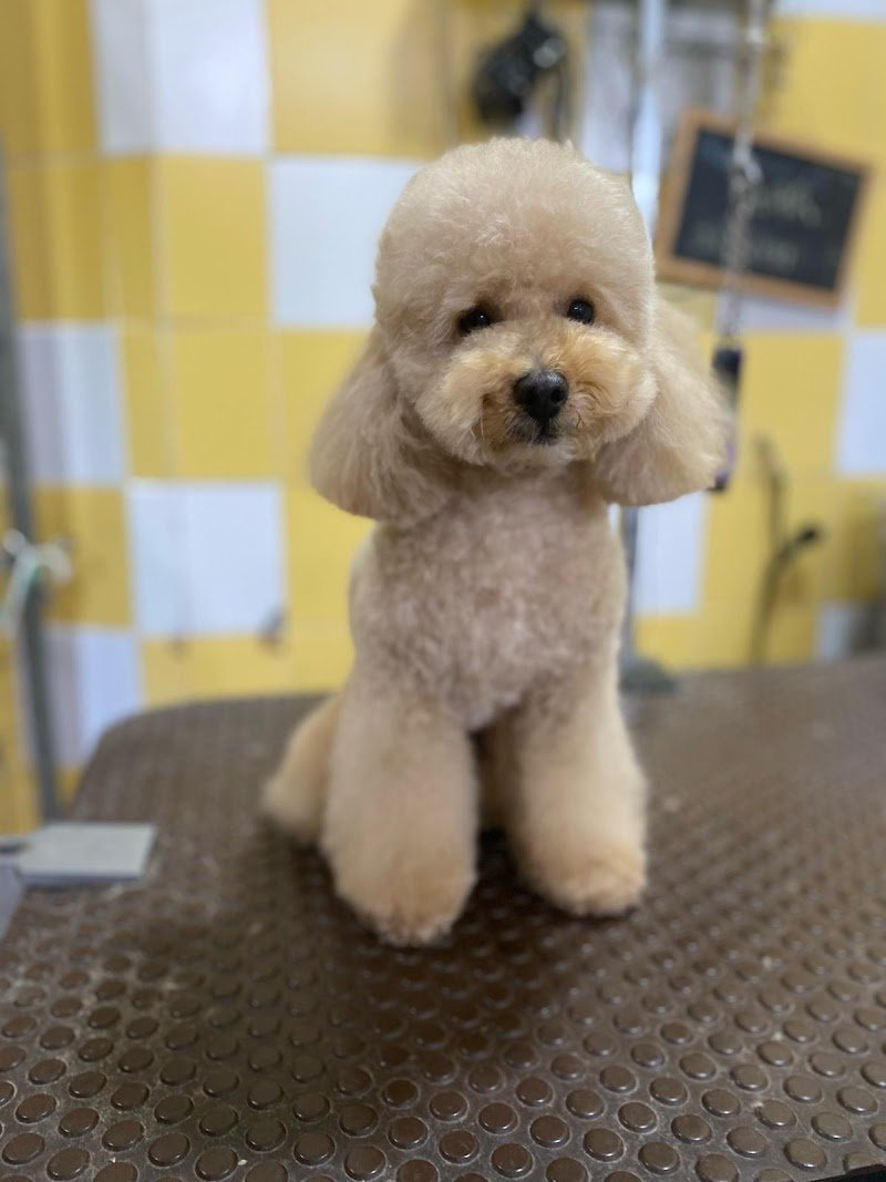 Casa del Cane 2 - Foto 1