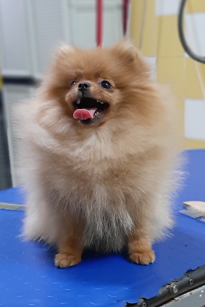 Casa del Cane 2 - Foto 2