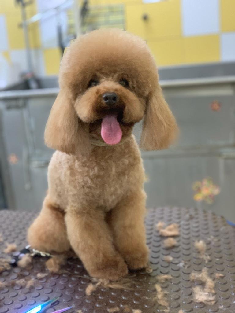 Casa del Cane 2 - Foto 3