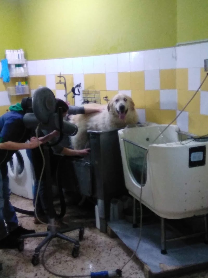 Casa del Cane 2 - Foto 4