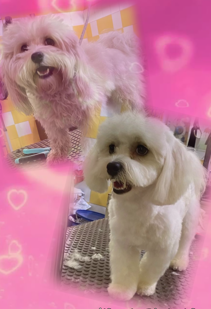 Casa del Cane 2 - Foto 6