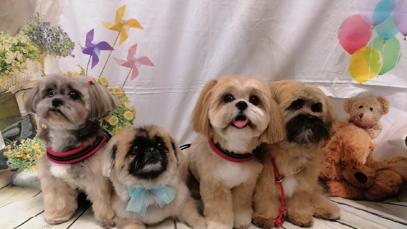 Casa Del Cane by Silvana | Toelettatura professionale Cani e Gatti - Foto 1