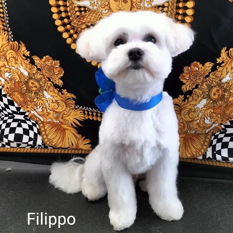 Casa Del Cane by Silvana | Toelettatura professionale Cani e Gatti - Foto 2