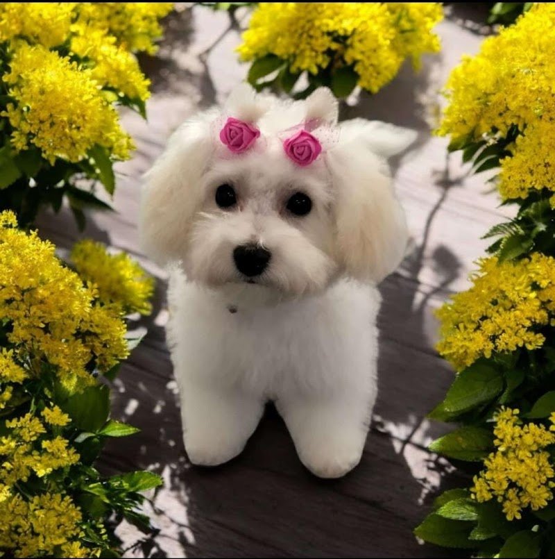 Casa Del Cane by Silvana | Toelettatura professionale Cani e Gatti - Foto 3