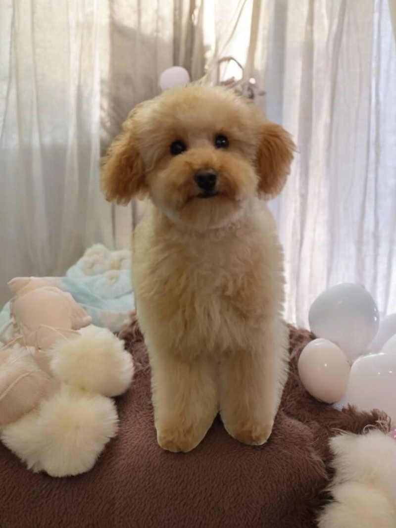 Casa Del Cane by Silvana | Toelettatura professionale Cani e Gatti - Foto 4