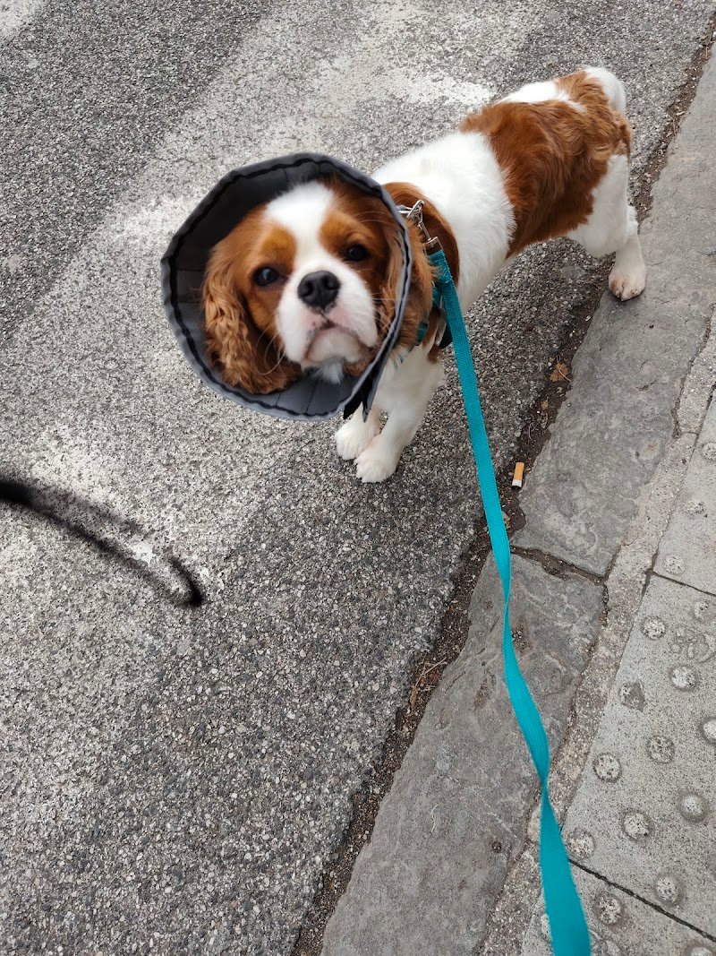 Casa Del Cane by Silvana | Toelettatura professionale Cani e Gatti - Foto 5