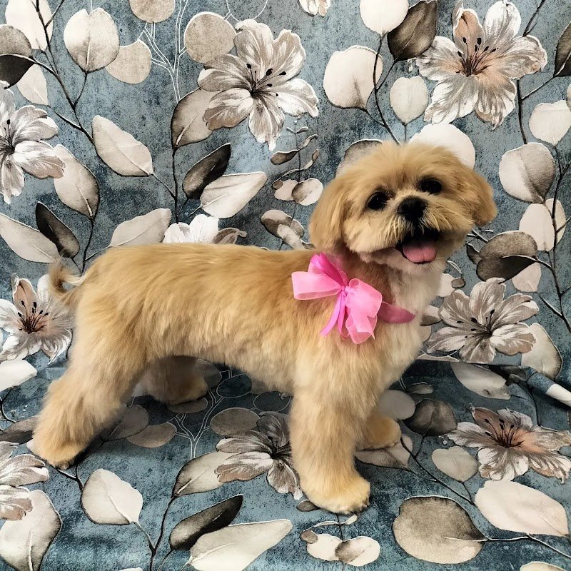 Casa Del Cane by Silvana | Toelettatura professionale Cani e Gatti - Foto 6