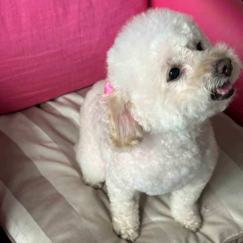 Casa del Cane Dambra - Foto 1