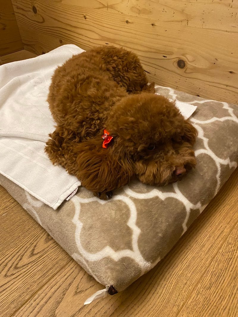 Casa del Cane Dambra - Foto 2