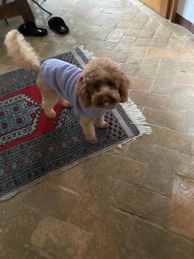 Casa del Cane Dambra - Foto 3