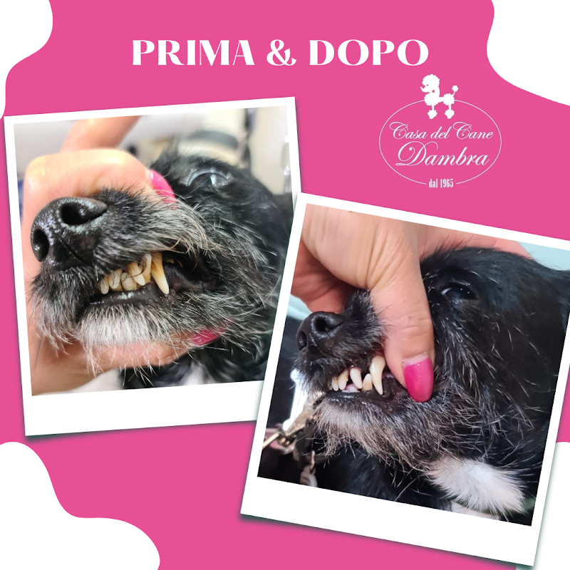 Casa del Cane Dambra - Foto 4