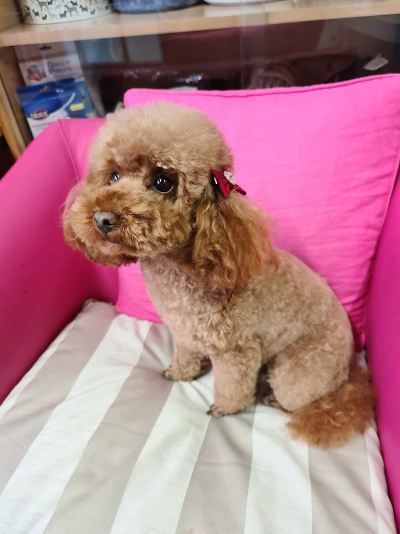 Casa del Cane Dambra - Foto 6