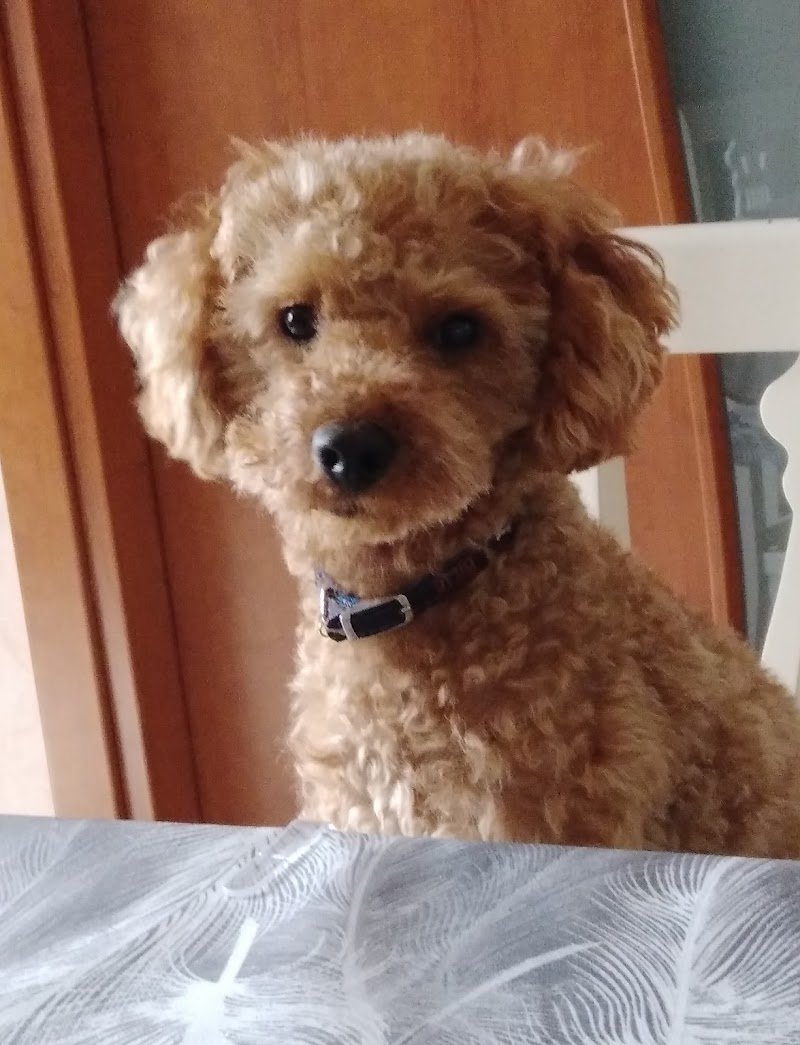 Casa del Cane Florinda - Foto 1