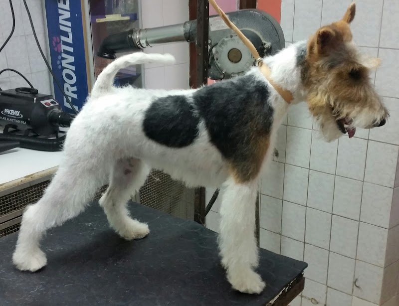 Casa del Cane - Foto 1