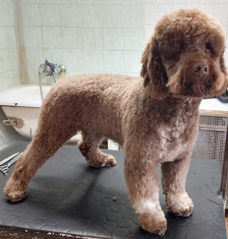 Casa del Cane - Foto 2