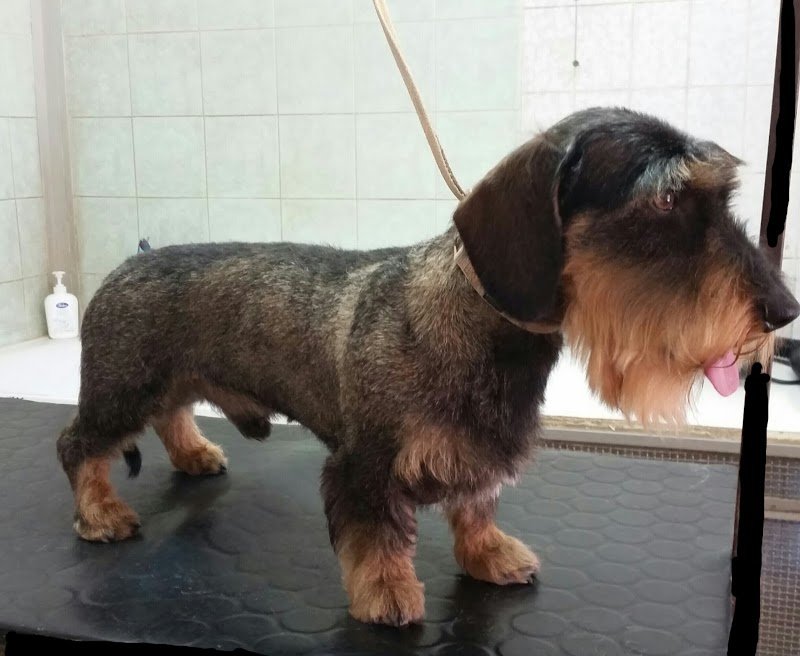 Casa del Cane - Foto 3