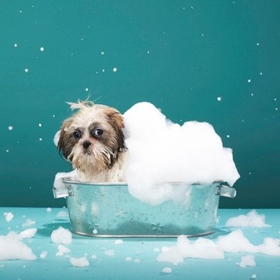 Casa del Cane - Foto 4