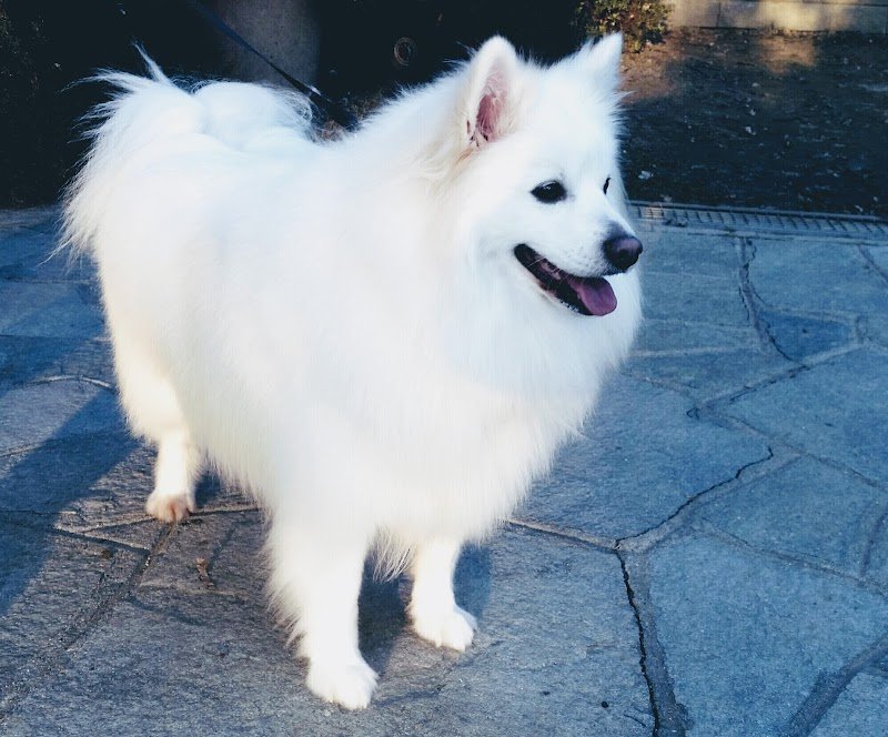 Casa del Cane - Foto 5