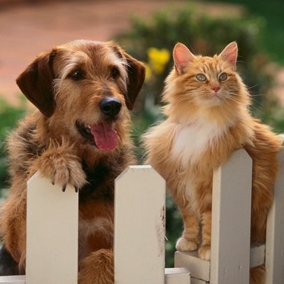 Casa del Cane - Foto 6