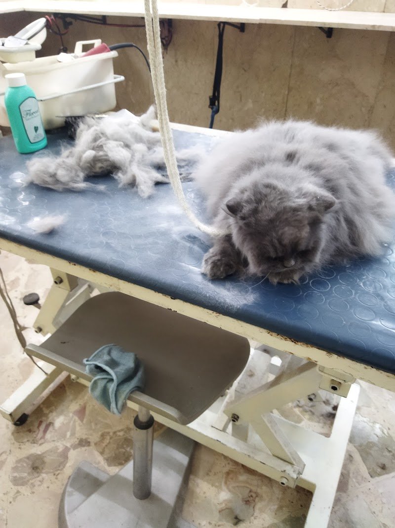 casa del cane san francesco di caiola anna - Foto 2