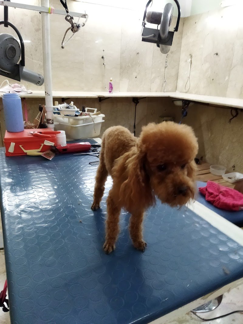 casa del cane san francesco di caiola anna - Foto 3