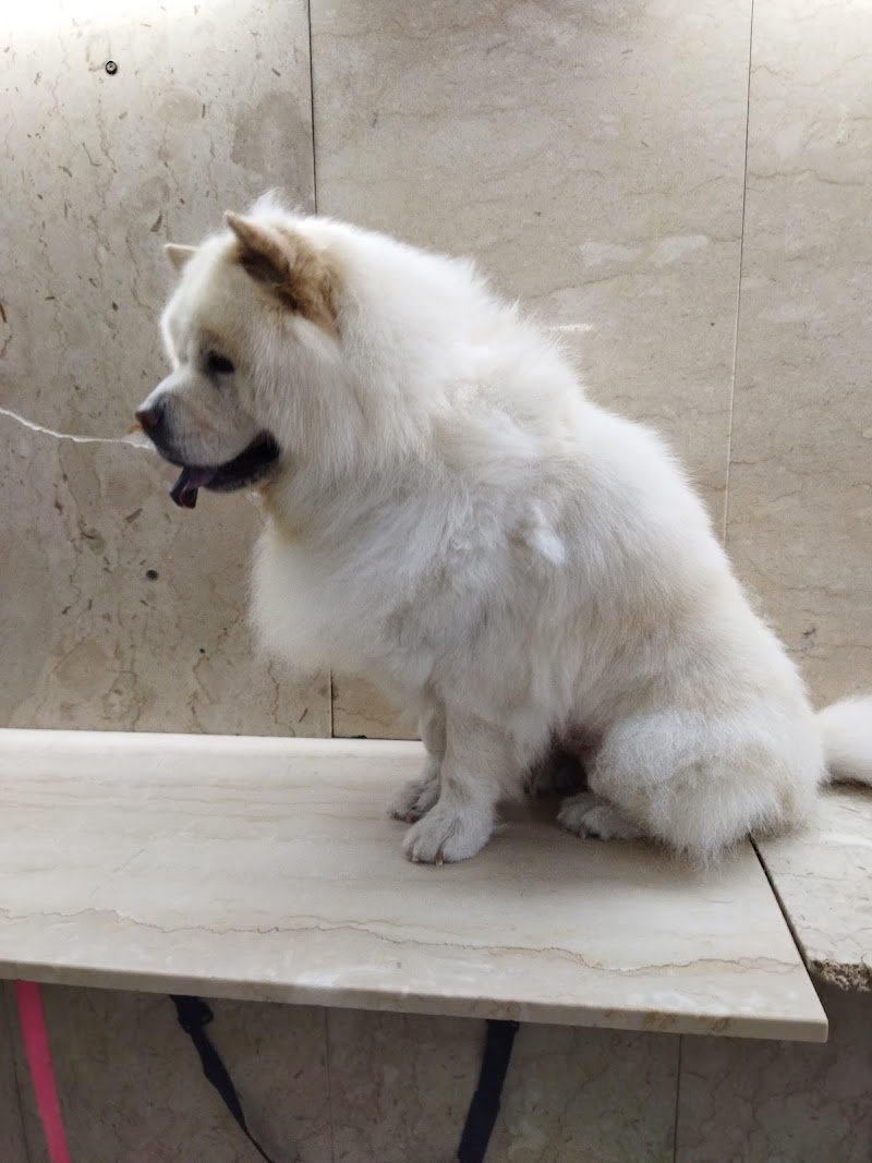 casa del cane san francesco di caiola anna - Foto 4