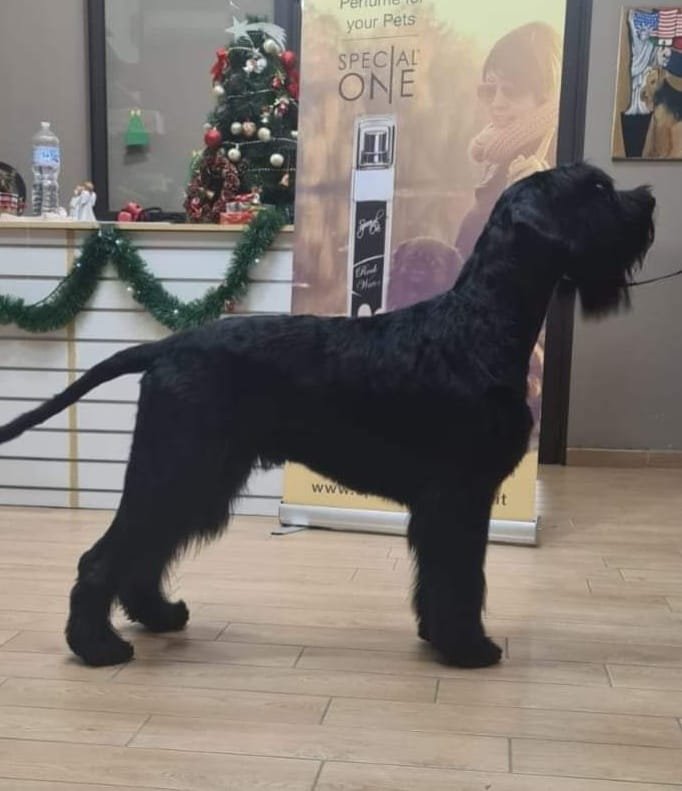 Casa del Cane - Staff Pezzati - Foto 1