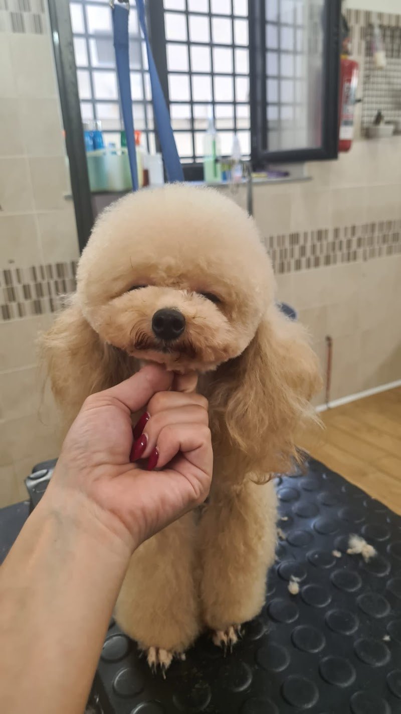 Casa del Cane - Staff Pezzati - Foto 3