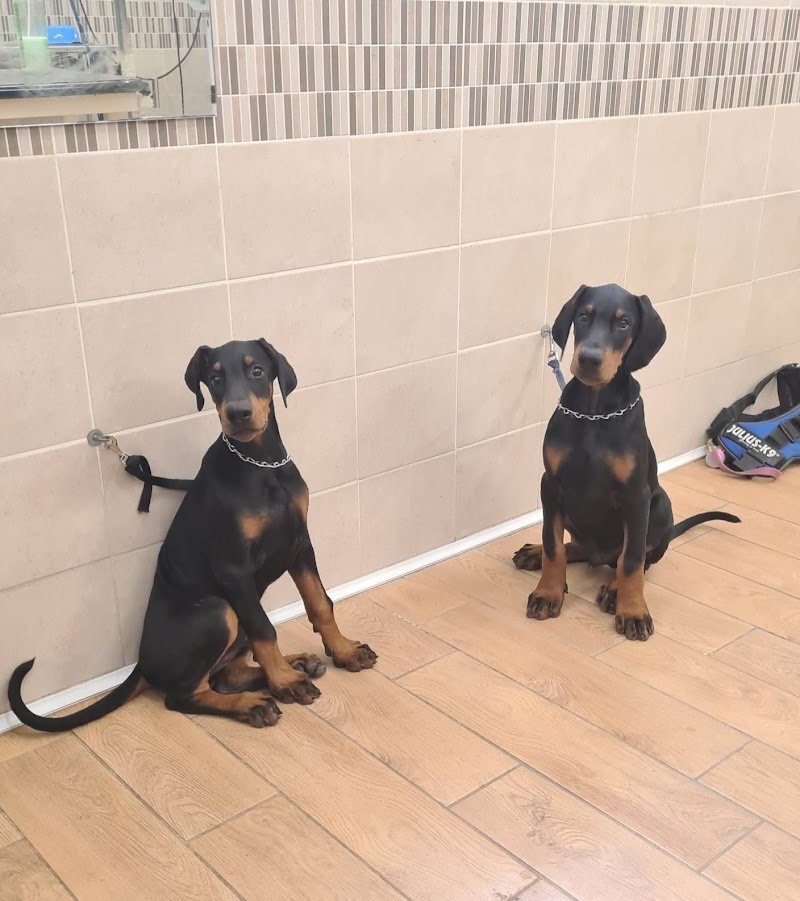 Casa del Cane - Staff Pezzati - Foto 4