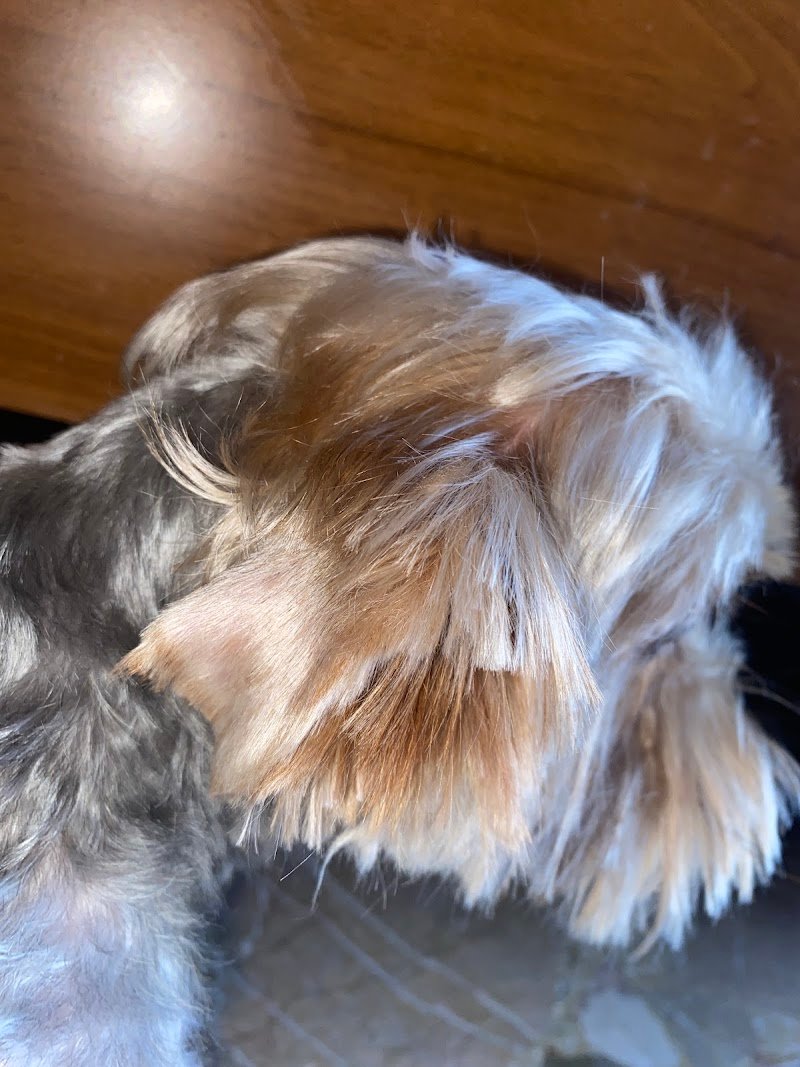 Casa del Cane - Staff Pezzati - Foto 6