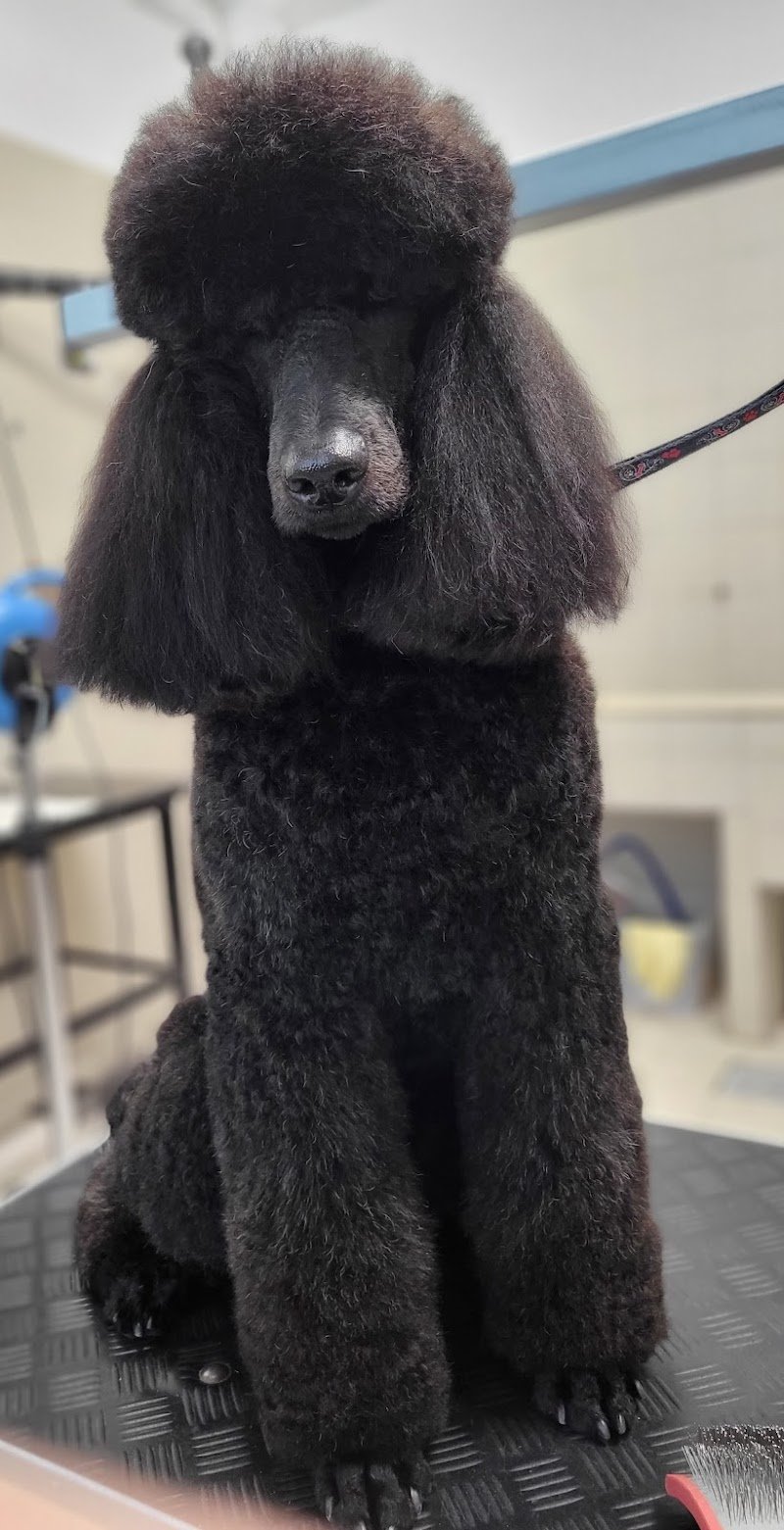 Casa del Cane toelettatura dal 1989 - Foto 1