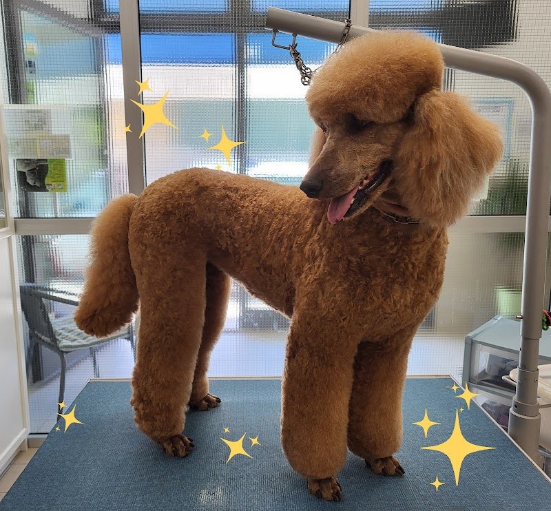 Casa del Cane toelettatura dal 1989 - Foto 3