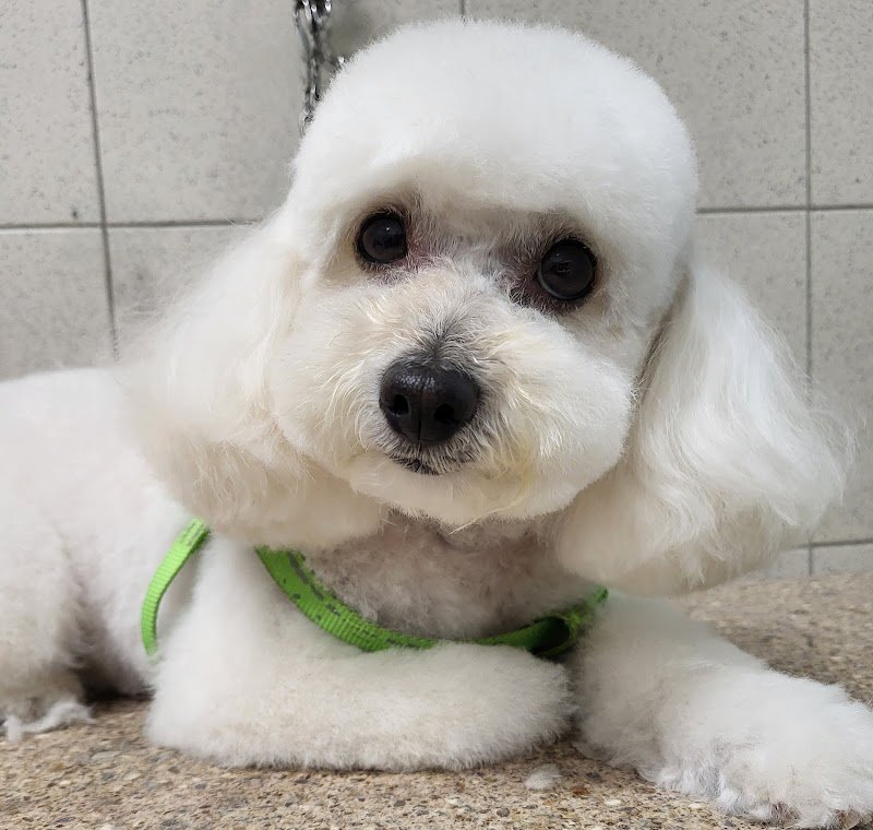 Casa del Cane toelettatura dal 1989 - Foto 5