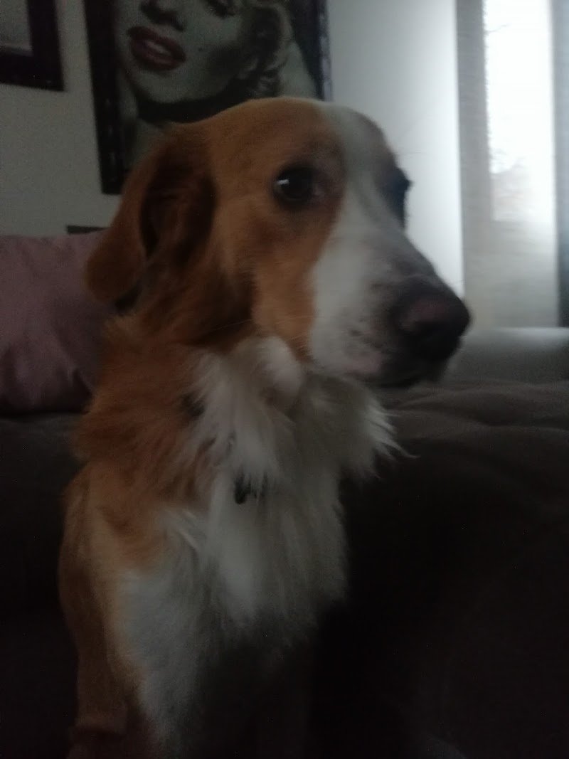 Casa Di Bellezza Del Cane Di Chiapelli Fausto - Foto 4