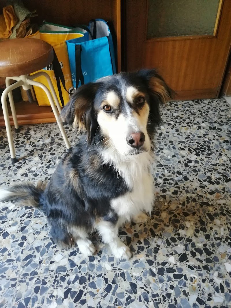 Casa Di Bellezza Del Cane Di Chiapelli Fausto - Foto 5