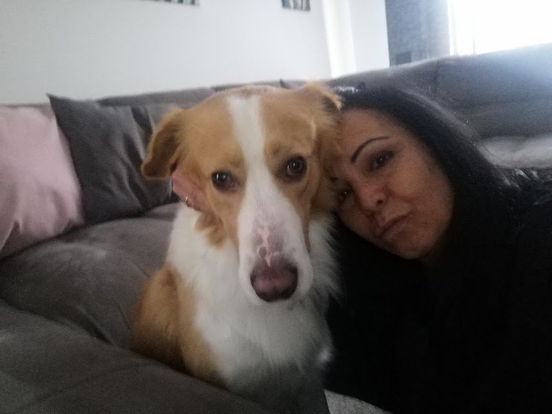 Casa Di Bellezza Del Cane Di Chiapelli Fausto - Foto 6