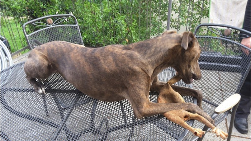 Casa Di Bellezza Del Cane - Foto 2