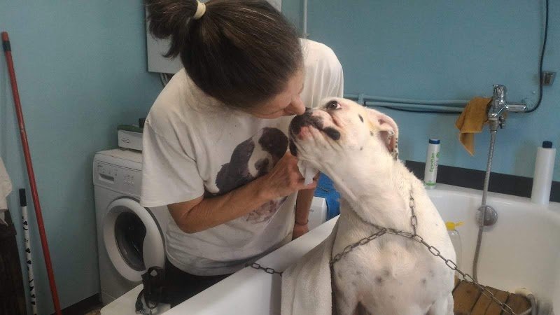 Casa Di Bellezza Del Cane - Foto 3