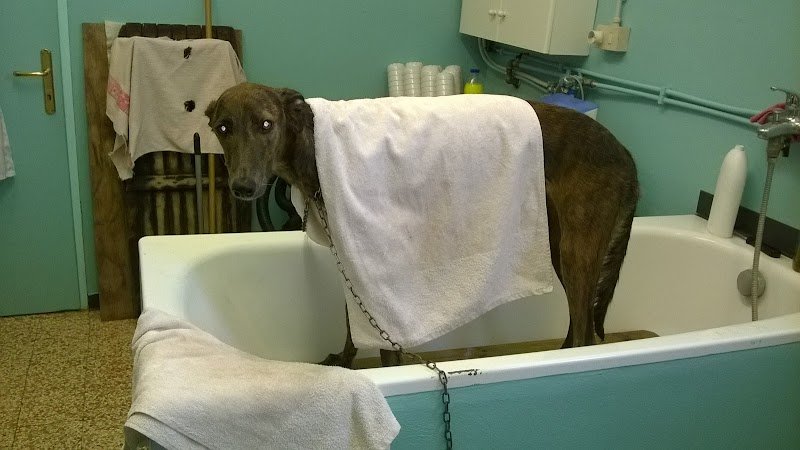 Casa Di Bellezza Del Cane - Foto 4