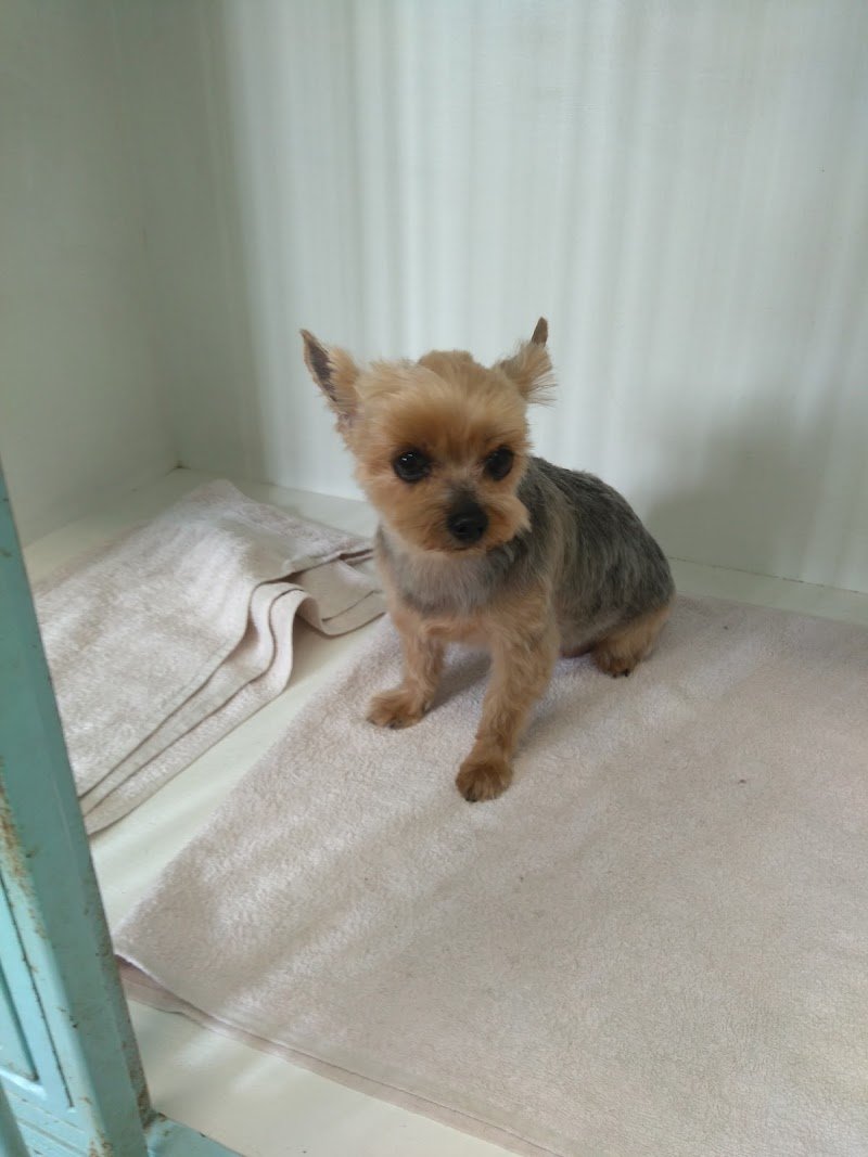 Casa Di Bellezza Del Cane - Foto 5