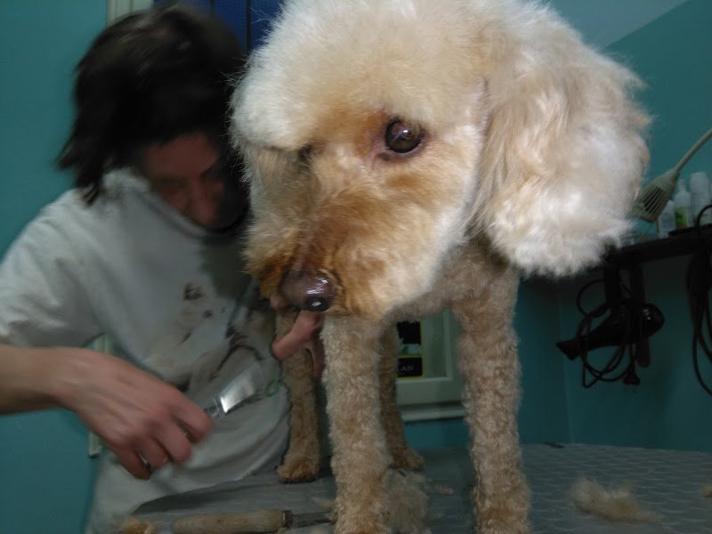 Casa Di Bellezza Del Cane - Foto 6